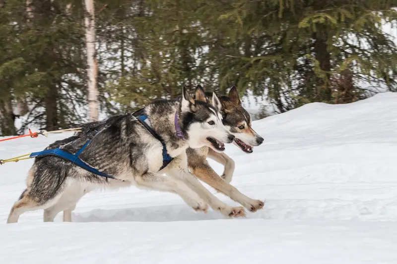 Two harnessed huskies running through snow on a sled trip in Finland