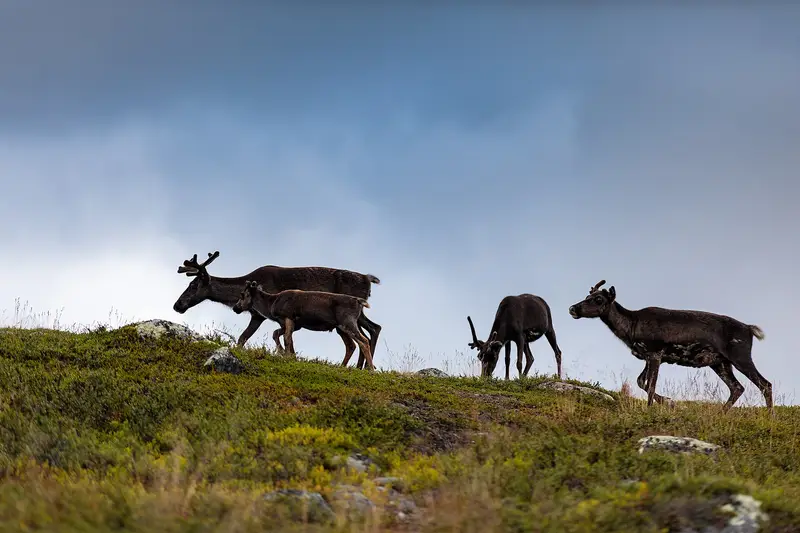 Reindeer grazing on the shoulder of Saana fell, above the treeline in Enontekiö