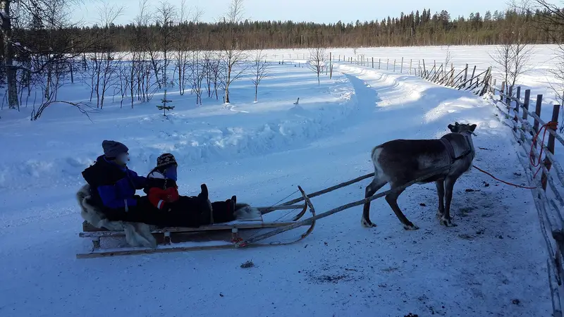 A reindeer pulling a sleigh with passengers along a snowy track in Lapland