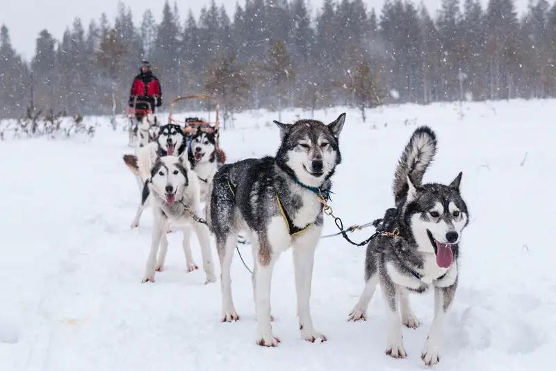 A husky team pulling a sled through a snowy forest on a dog-sledding trip in Finland